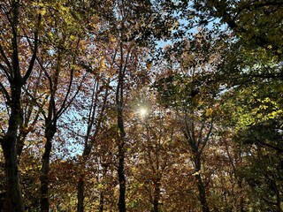 Low angle view of tall trees with colorful autumn leaves in red, orange, and yellow against a clear blue sky with sunlight shining through.