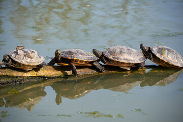 Obraz premium Turtles Sunbathing on Log in Pond