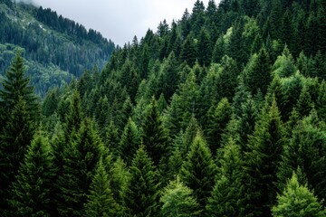 Dense green forest representing biodiversity and natural carbon capture. Sustainable forest management and environmental protection for a cleaner planet and climate balance. MZ
