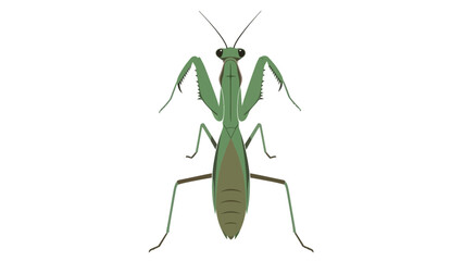 praying mantis isolated vector