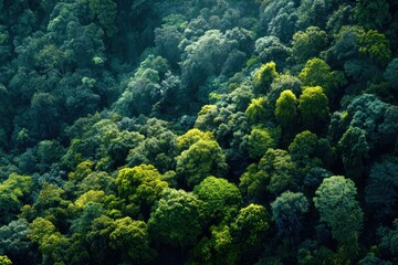 Dense green forest representing biodiversity and natural carbon capture. Sustainable forest management and environmental protection for a cleaner planet and climate balance. MZ