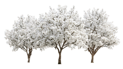 Three winter pear blossom trees with white flowers on transparent background