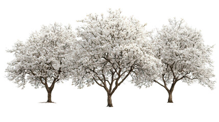 Obraz premium Three winter pear blossom trees with white flowers on transparent background