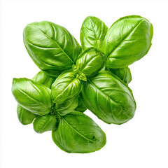 Fototapeta premium fresh basil leaves, vibrant green tones, contrasting white background, flat design aesthetic, suitable for culinary blogs, restaurant menus, organic product packaging