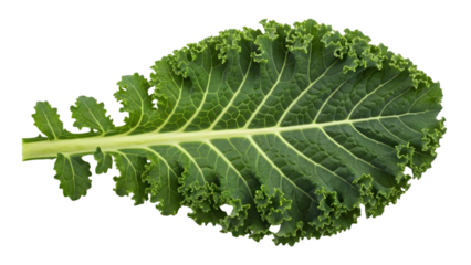 Macro closeup of a fresh green maple leaf showing its detailed botany and vein structure, isolated on a clean white background for nature and tree concepts