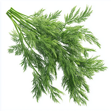 bunch of dil dils, vibrant green and gray colors, grainy texture, vector style, suitable for website banner, social media header, app UI