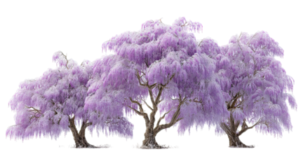 Three winter wisteria trees with frosty purple flowers side by side on transparent background