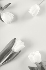 White Tulips flowers on light background. Flat lay, top view, copy space. Color of the Year 2026 Cloud Dancer