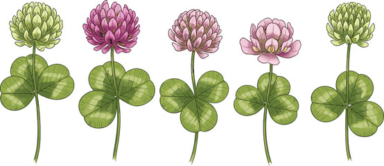 Botanical clover flower illustrations with trifoliate leaves, varied petal shapes and colors, plant identification vector, isolated on white background