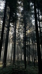Sun Rays Through Misty Forest at Sunrise
