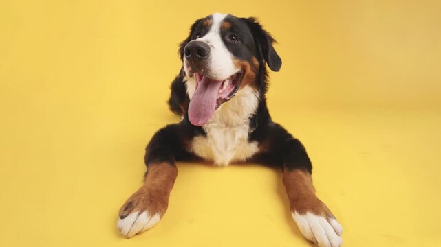 Furry bernese mountain dog resting on bright yellow background, tongue out and gazing directly at viewer with cheerful expression