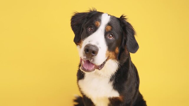 Gentle bernese mountain dog standing centered on bright yellow backdrop, gazing directly with attentive expression and soft fur