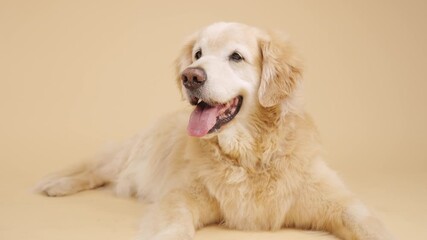 Golden retriever resting peacefully on neutral studio background, gently panting with relaxed demeanor and friendly expression