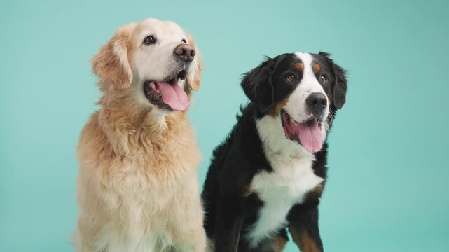Friendly golden retriever and bernese mountain dog panting close together, showcasing canine companionship against vibrant turquoise studio background