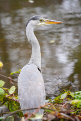 A close-up of a grey heron standing near the water, showing its elegant long neck, sharp beak and soft grey feathers.