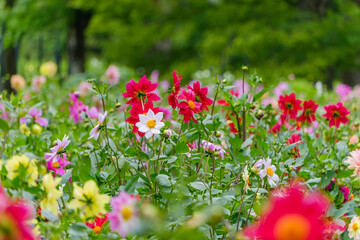 色とりどりのダリアが咲き誇る華やかな花壇