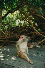 A monkey sits on the ground in the shade of a tree