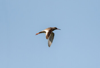 Common Redshank Flying