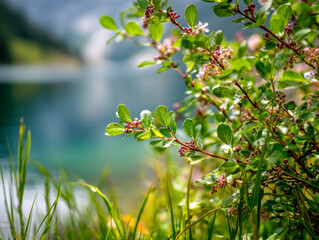 Green leaves with delicate pink flowers on a shrub in a sunlit natural setting by a tranquil body of water with blurred background scenery and fresh grass nearby