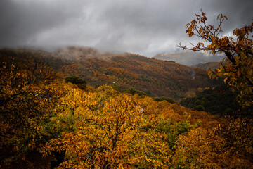 Paisaje Oto Del Bosque Casta