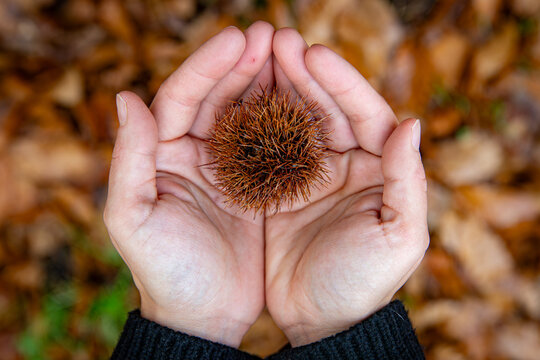 Manos de mujer sosteniendo una c&aacute;scara de casta&ntilde;a espinosa (erizo) sobre un fondo desenfocado de hojas de oto&ntilde;o.