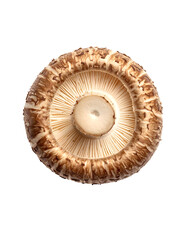 Close-up overhead view of the underside of a Shiitake mushroom, clearly showing the intricate gill pattern and central stem.