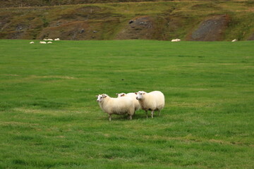 Icelandic sheeps on a meadow