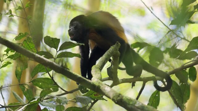 Caring mother howler monkey with a cute baby on her back climbing a tree branch in a lush green jungle. Primate family life in wildlife