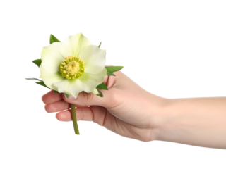 A hand gently holding a single pale yellow-green Helleborus (Christmas Rose) flower with a bright yellow center.