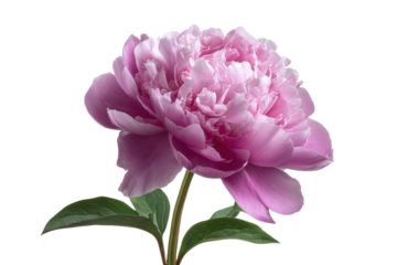 Pink peony flower with green leaves on black background studio shot bloom blossom, Isolated On White Background, Png Transparent