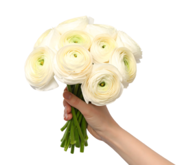 A single hand holding a beautiful, compact bouquet of white Ranunculus flowers, highlighting their delicate, multilayered petals and lush texture.