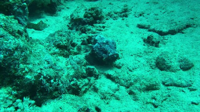 coral reef in the sea with stonefish