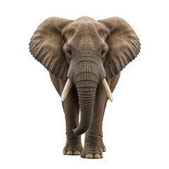 Obraz premium Majestic african elephant portrait on black backdrop showcasing its powerful presence