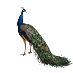 Obraz premium Magnificent peacock displaying vibrant plumage against a stark contrasting backdrop of black