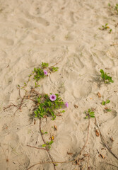 plant in the sand