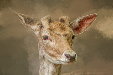 Young Fallow Deer Portrait in Warm Muted Autumn Tones with Velvet Antlers
