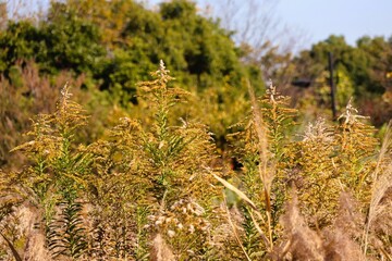 Withered flowers of Solidago altissima