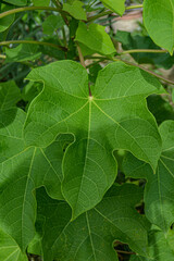 green oak leaves
