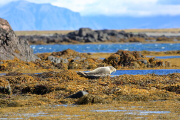 Harbor seal (Phoca vitulina) resting on seaweed, Ytri Tunga, Snæfellsnes peninsula, Snaefellsnes, Iceland, Europe