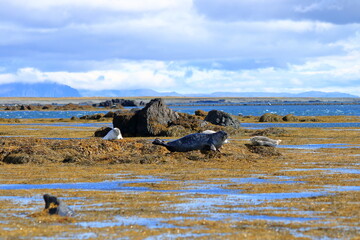 Harbor seal (Phoca vitulina) resting on seaweed, Ytri Tunga, Snæfellsnes peninsula, Snaefellsnes, Iceland, Europe