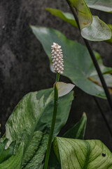 Obraz premium butterfly on a flower