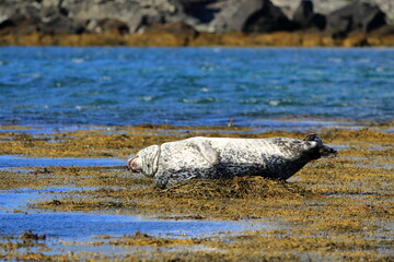 Harbor seal (Phoca vitulina) resting on seaweed, Ytri Tunga, Snæfellsnes peninsula, Snaefellsnes, Iceland, Europe