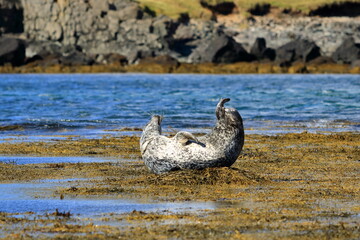 Harbor seal (Phoca vitulina) resting on seaweed, Ytri Tunga, Snæfellsnes peninsula, Snaefellsnes, Iceland, Europe