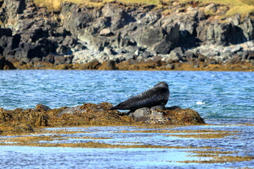 Harbor seal (Phoca vitulina) resting on seaweed, Ytri Tunga, Snæfellsnes peninsula, Snaefellsnes, Iceland, Europe