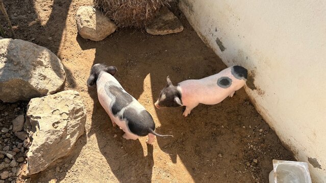 2 mini pigs walking in the farm.