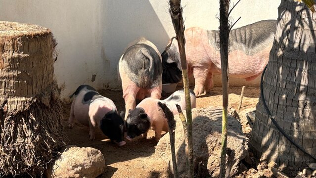Happy pigs family eating food in the farm , animal image.