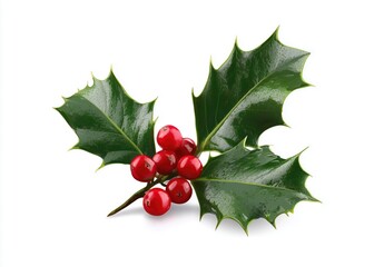 Fresh Holly Leaves with Red Berries - Perfect for Christmas Decor and Seasonal Designs