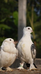 two white doves