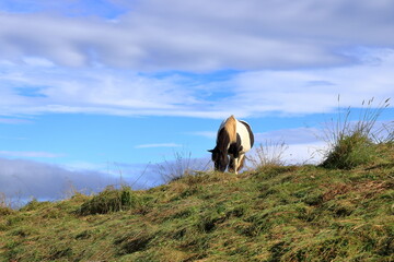 single horse in the scenic nature landscape of Iceland