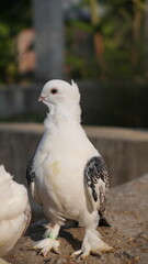 white dove on the ground
